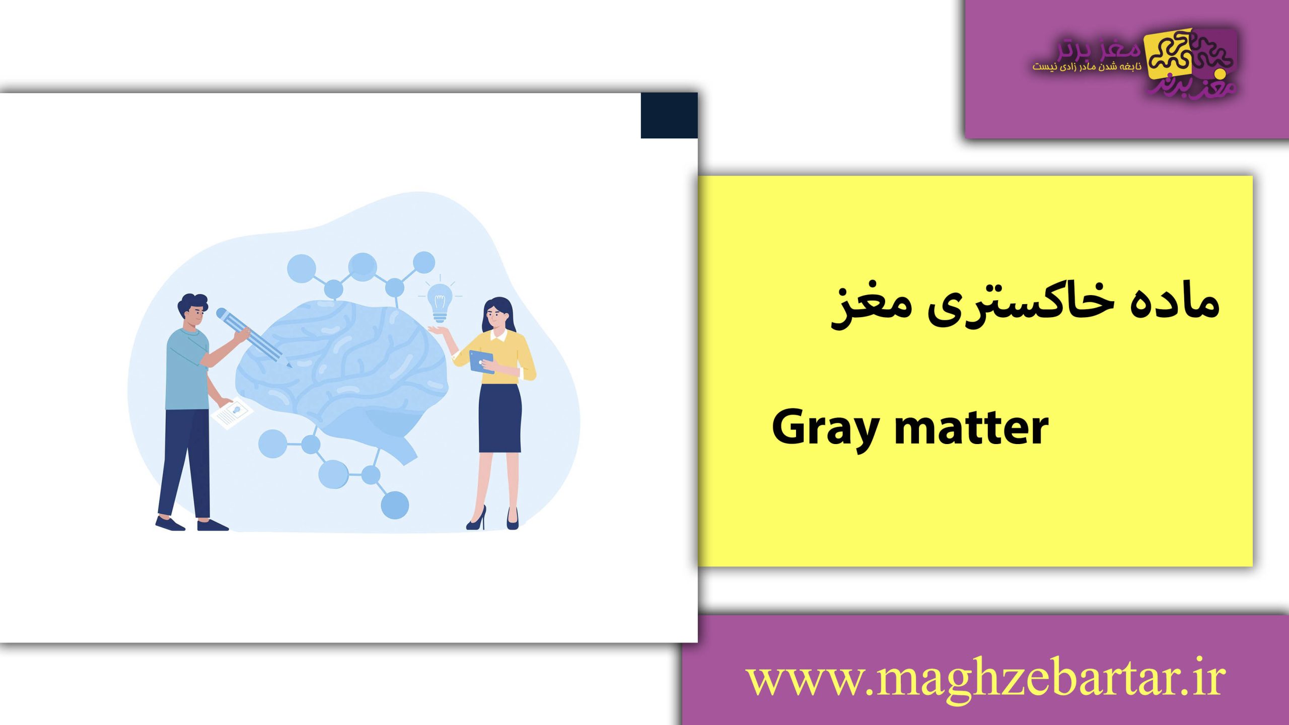 ماده خاکستری مغز/مغزبرتر