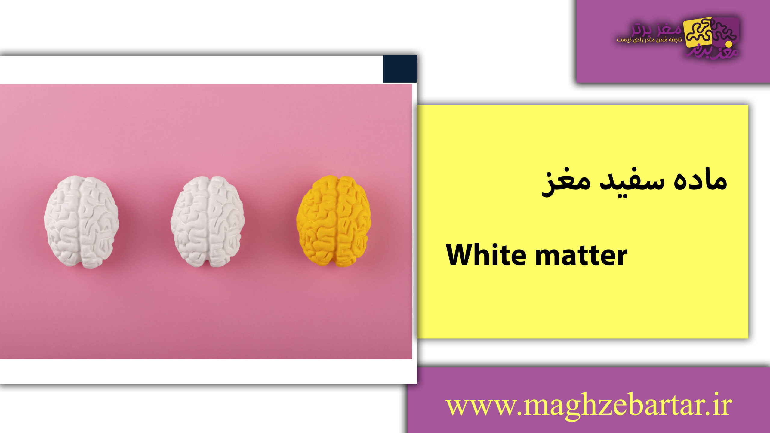 ماده سفید مغز/مغزبرتر